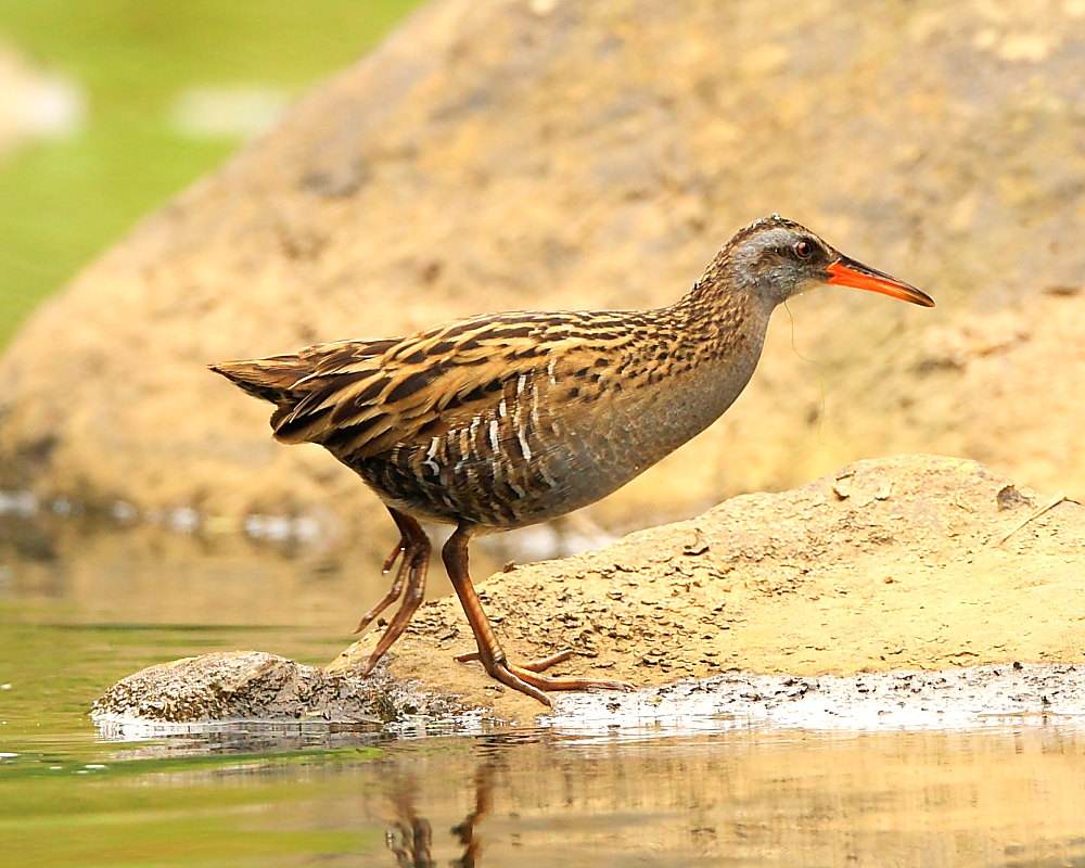  p>非洲秧鸡,又名非洲茶鸡(学名: i>crecopsis egregia /i>)属中小型 