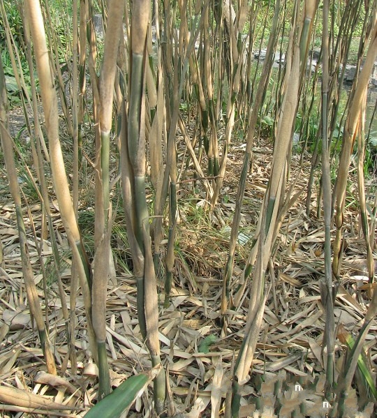  p>矢竹(学名: i>pseudosasa japonica /i> (sieb. et zucc.