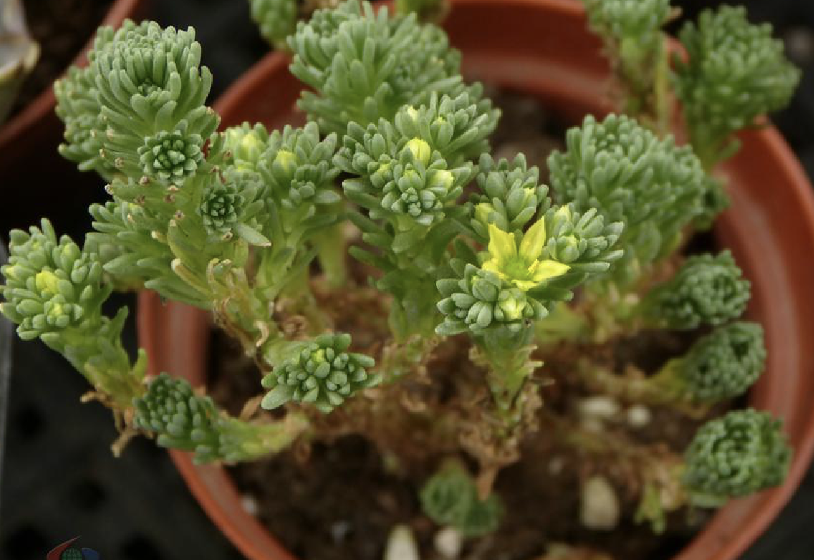  p>小松绿(学名: i>sedum /i>  i>multiceps /i> coss.