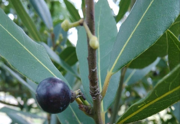  p>月桂子,中药名.为樟科植物月桂 i>laurus nobilis /i> l.的果实.