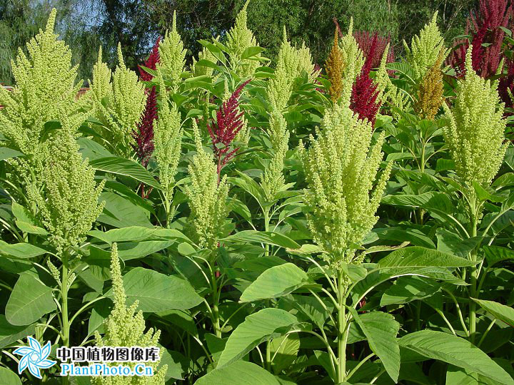  p>千穗谷( i>amaranthus hypochondriacus  /i>l.