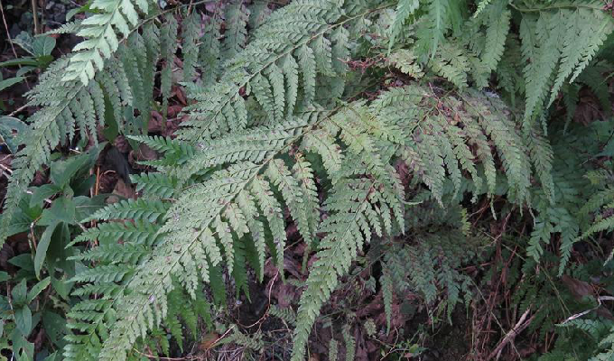 生溪边林下,海拔1700-2200米. /p>