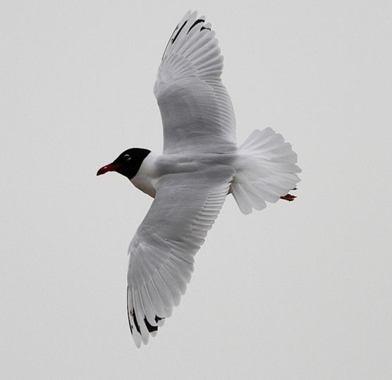 体长36-38厘米,翼展98-105厘米;身体大部分的羽毛为白色,尾尖为黑色