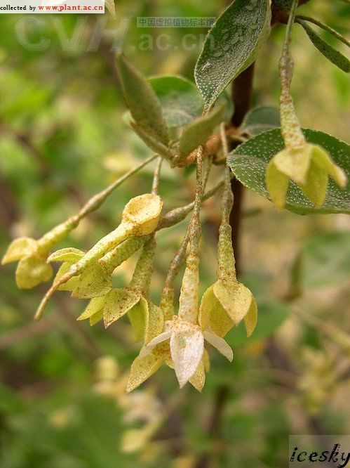  p>大花胡颓子,拉丁文名:elaeagnus macrantha rehd.