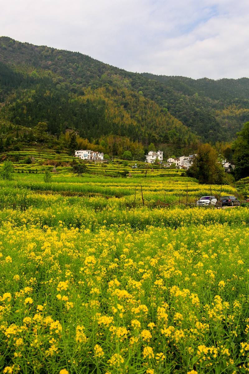  p data-id="gnx4kuk1ah">江西婺源素有"中国最美乡村"之称,尤其是