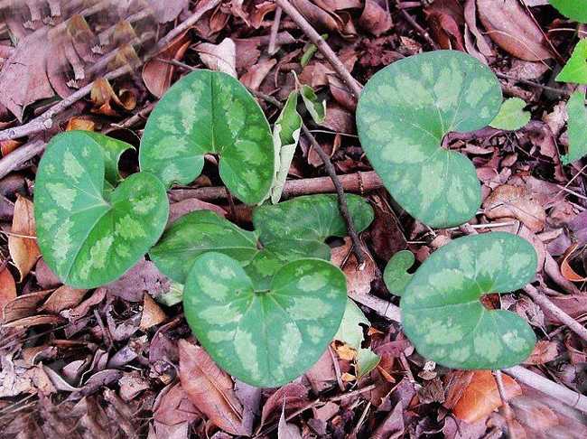  p>杜衡(学名: i>asarum forbesii /i> maxim.
