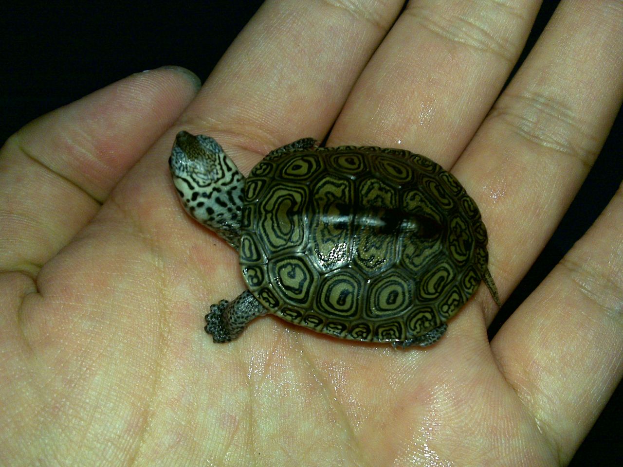  p>钻纹龟(学名: i>malaclemys terrapin /i>)是龟科,钻纹龟属动物.