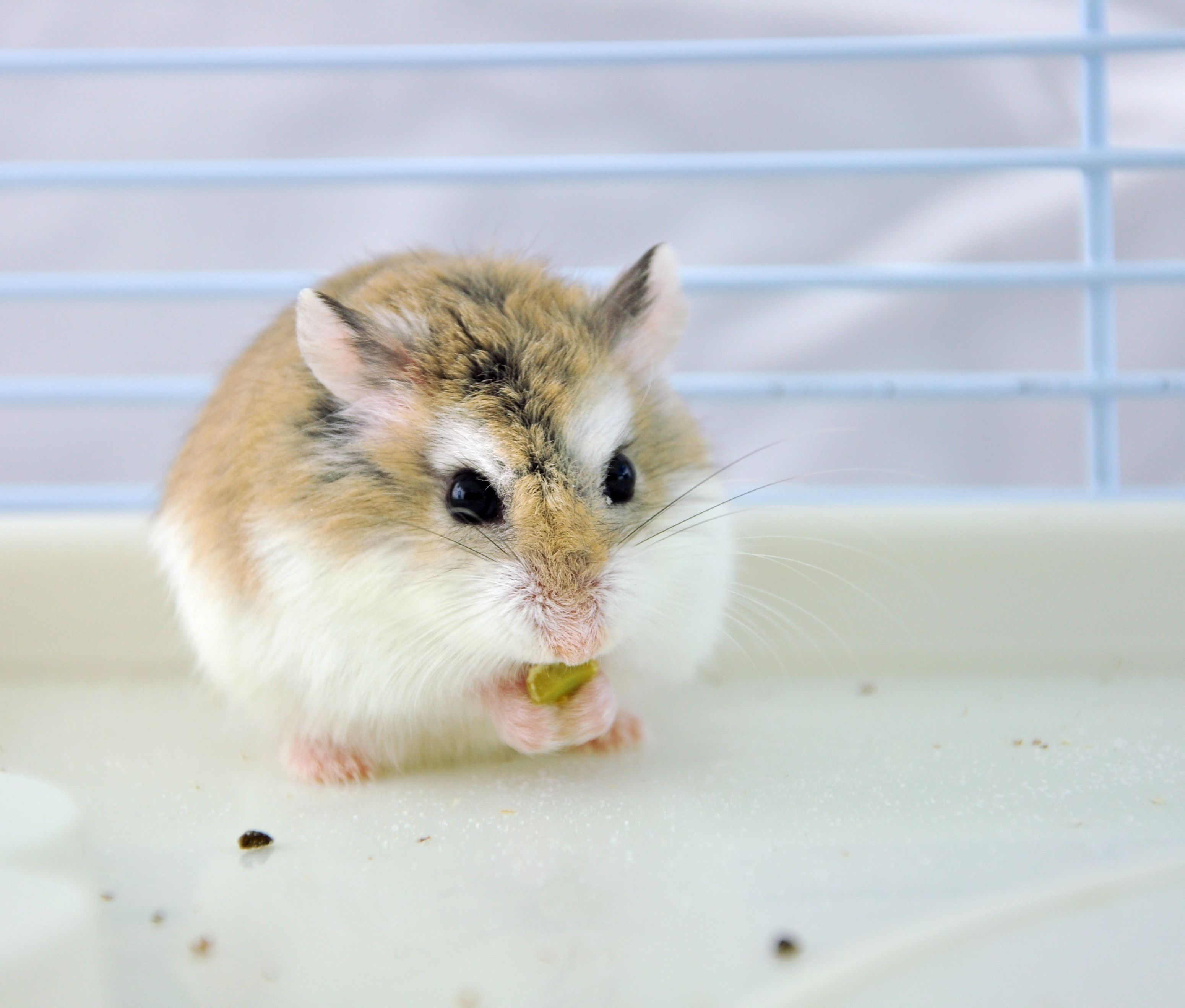 沙漠侏儒仓鼠或<a target="