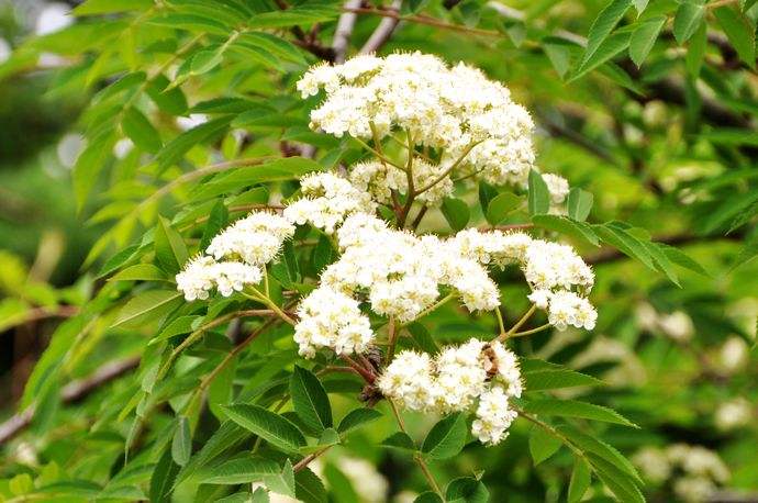  p>太白花楸(学名:sorbus tapashana c. k. schneid.