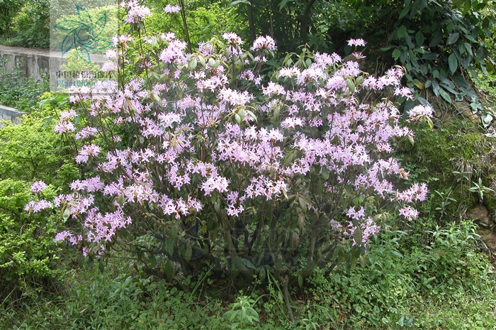  p>溪畔杜鹃(学名: i>rhododendron rivulare /i> hand.-mazz.