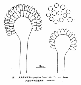 aspergillus flavus var.flavus