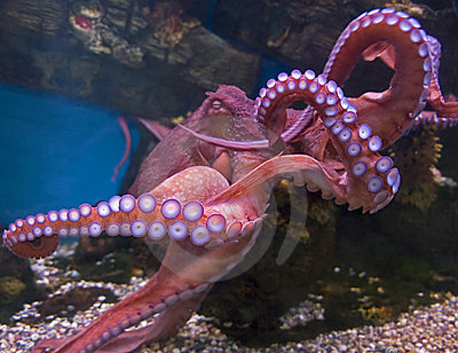  p>巨型章鱼,并非是 a href="#" data-lemmaid="708984">大王乌贼 /a>