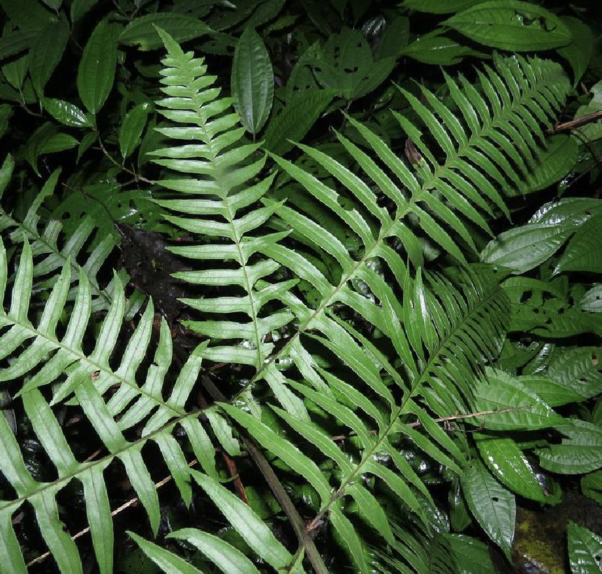 是凤尾蕨科凤尾蕨属植物,植株高达180厘米.