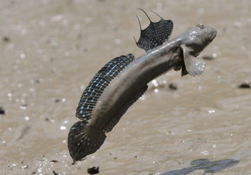  p>跳鱼,俗称 a href="#" data-lemmaid="3381260">花跳鱼 /a>,又称 a