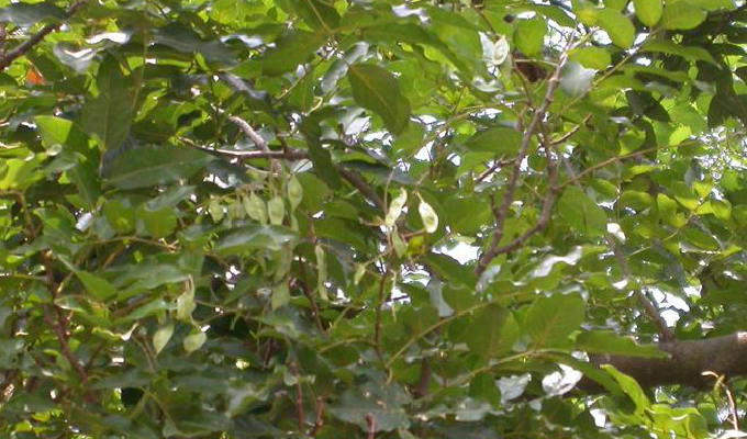  p>翅荚香槐 (学名: i>cladrastis platycarpa /i> (maxim.