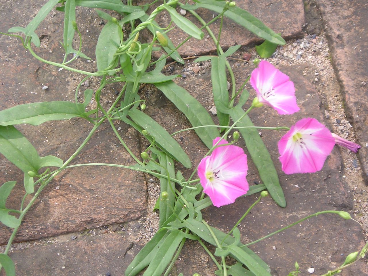 田旋花(田旋花用什么药可以根除)