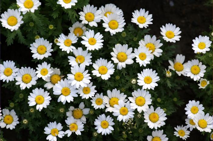  p>白晶菊又名小 a href="#">白菊 /a>,为一,二年生草本花卉.