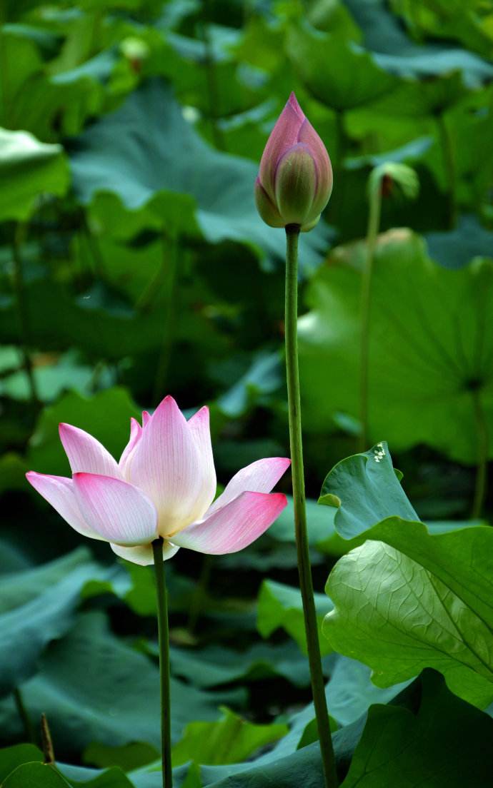 荷花象征着什么「荷花的象征意义和精神」