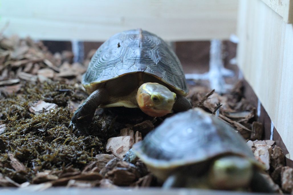  p>黄缘闭壳龟(学名: i>cuora flavomarginata /i>)是龟科,闭壳龟属