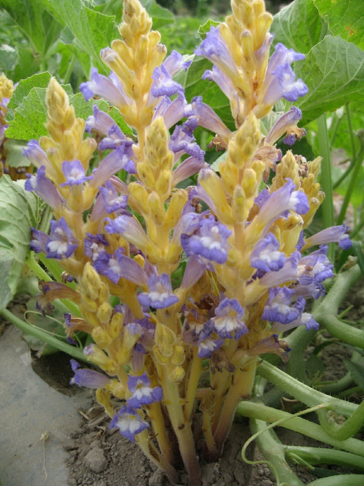  p>列当(拉丁文名: i>orobanche coerulescens /i> steph),别名 a