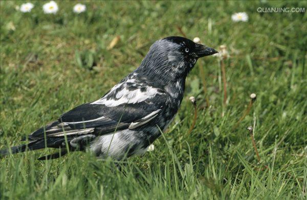  p>寒鸦(学名: i>corvus monedula /i>):体长37厘米.