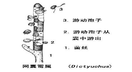  p> a href="#" data-lemmaid="6258297">鞭毛菌亚门 /a>的 1纲.