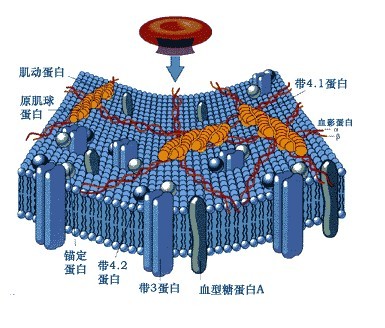  p>红细胞膜缺陷是指红细胞膜内蛋白量或质的缺陷以及蛋白之间相互