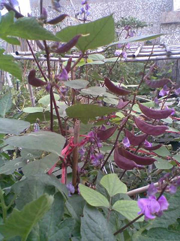  p>扁豆(学名: i>lablab purpureus /i> (linn.