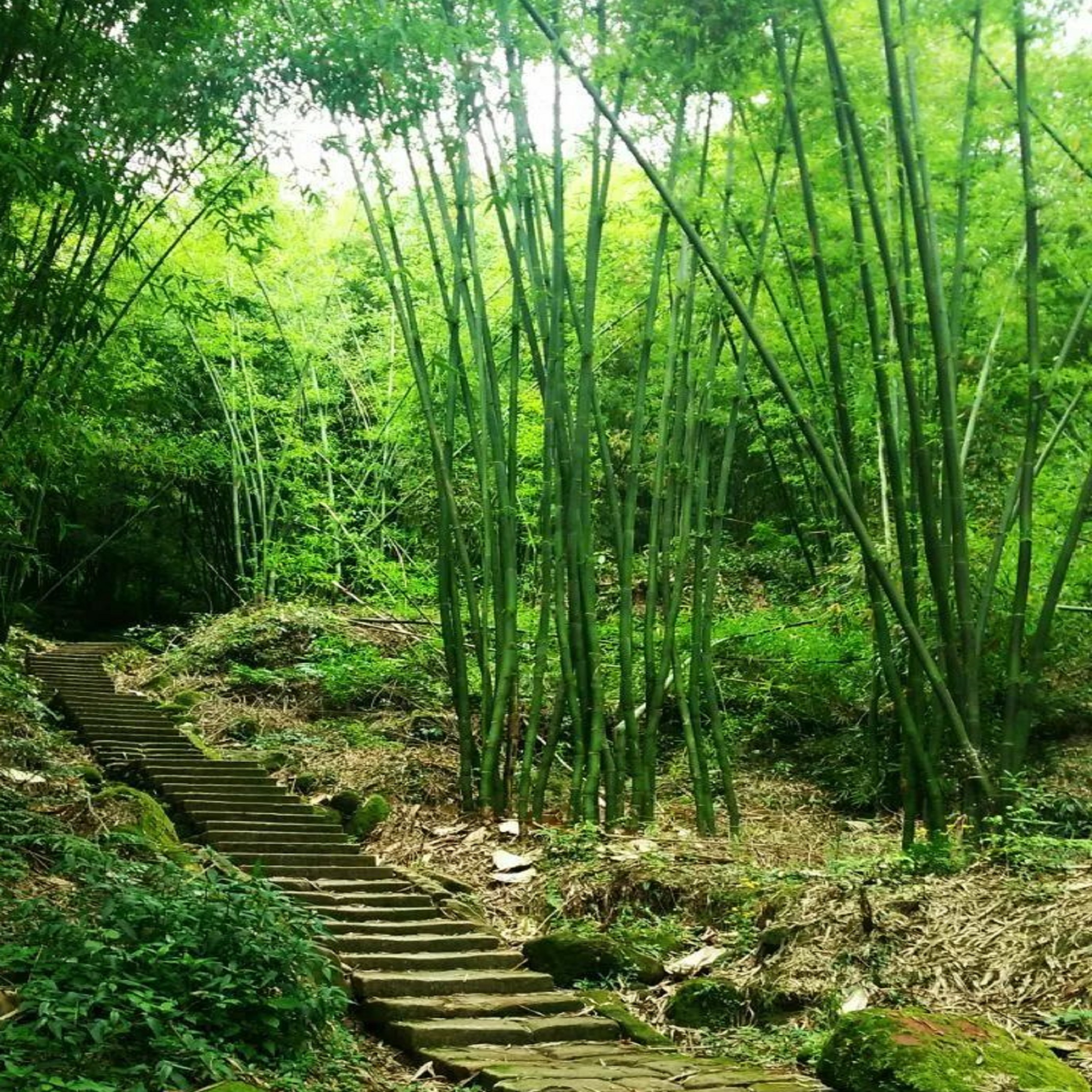 芦沟竹海位于中国四川省邛崃市,是距离成都