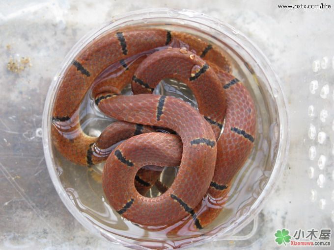  p data-id="gnwmxot665">丽纹蛇(sinomicrurus)为眼镜蛇科丽纹蛇属的