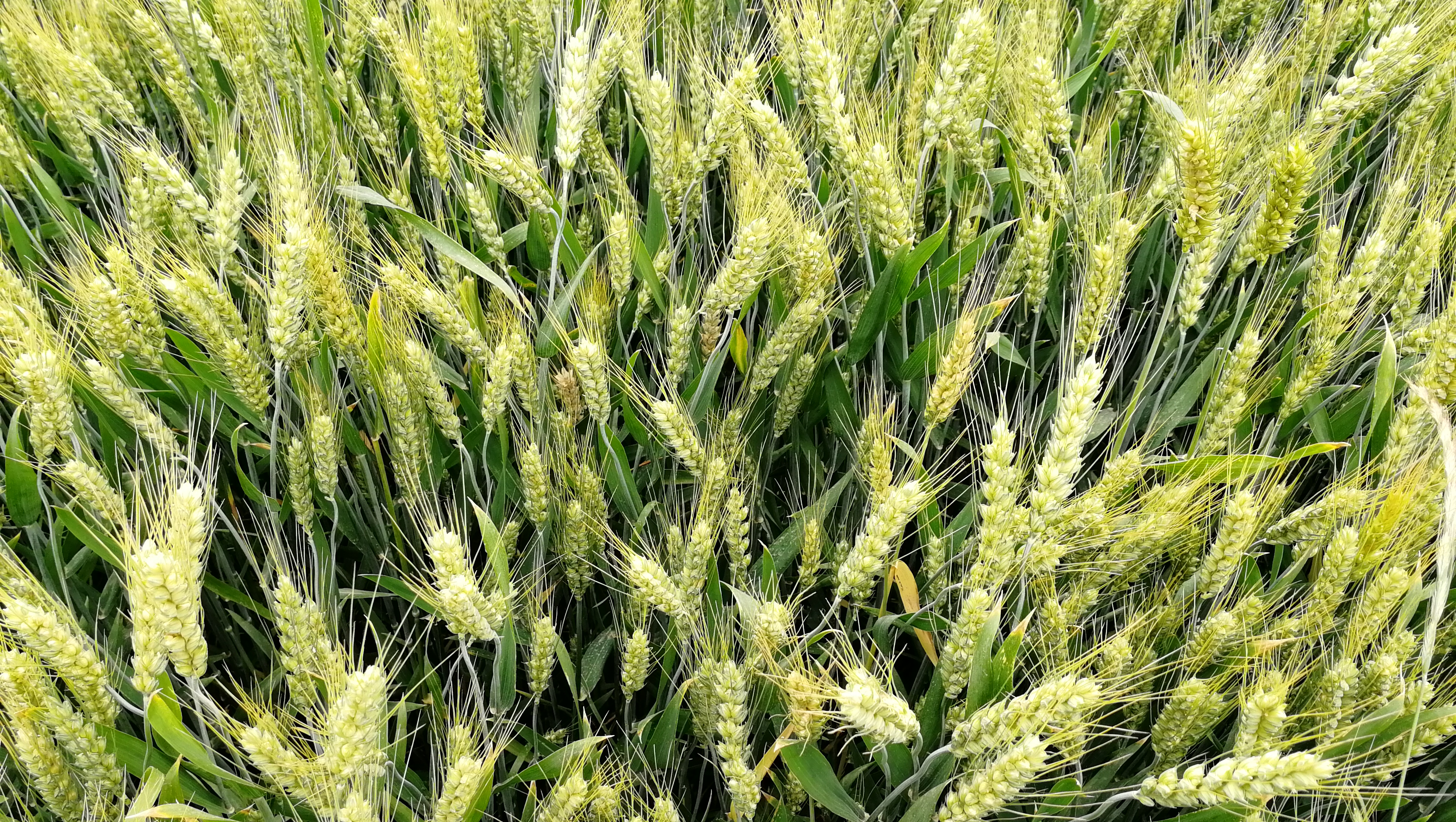  p>庄稼是一个汉语词汇,意思是指 a target="_blank" href="/item