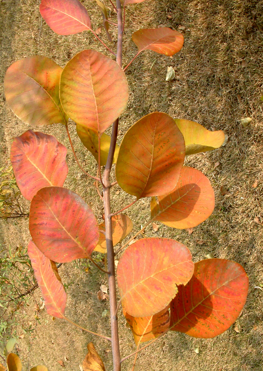 lemmaid="61924">红叶 /a>,红叶黄栌,黄道栌,黄溜子,黄龙头,黄栌材