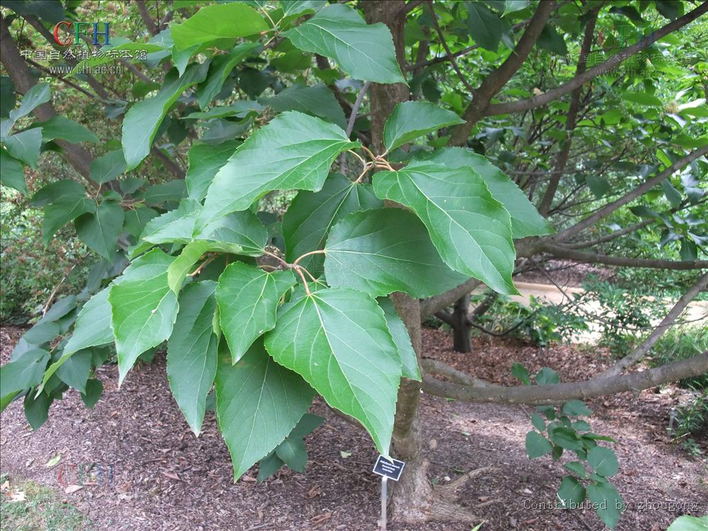 山拐枣属, a target="_blank" href="/item/大风子科/1626123" data