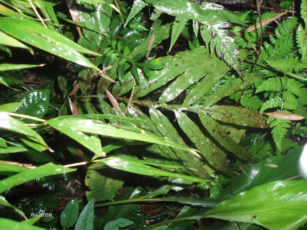 上部浅禾秆色,无毛;叶片卵状三角形,长宽各约70厘米,四回羽裂;基部羽