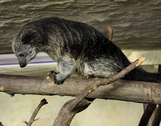  p>熊狸(学名: i>arctictis binturong /i>)别名熊灵猫,为灵猫科下的