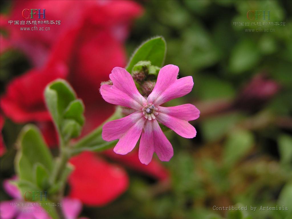  p>大蔓樱草(学名: i>silene pendula /i> l.)是石竹科蝇子草属植物.
