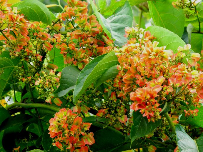  p>火把花属(学名:colquhounia wall.