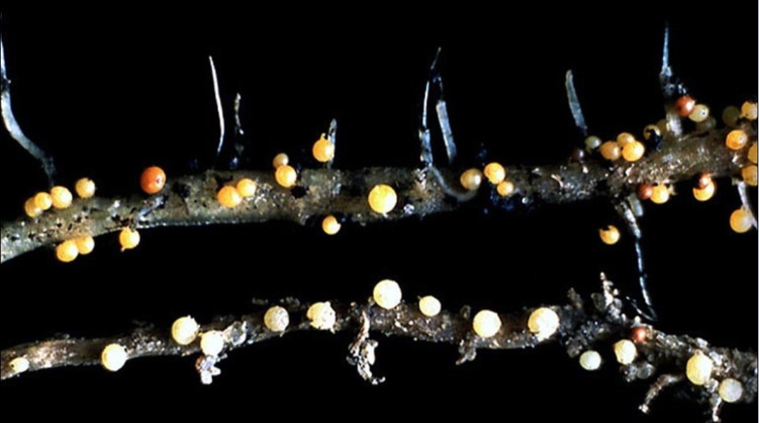 马铃薯白色胞囊线虫