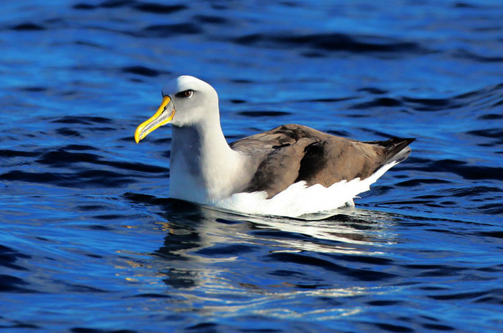  p>灰背信天翁是鹱形目 a href="#">信天翁科 /a>乌信天翁属的一种