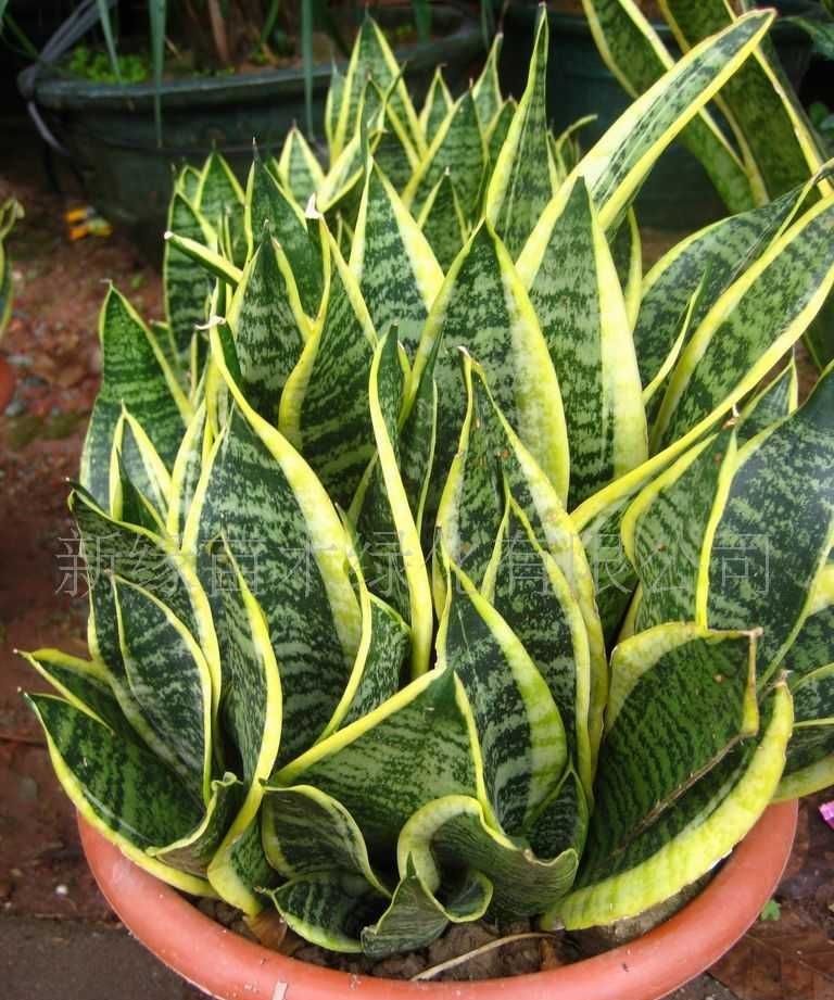 金边短叶虎尾兰