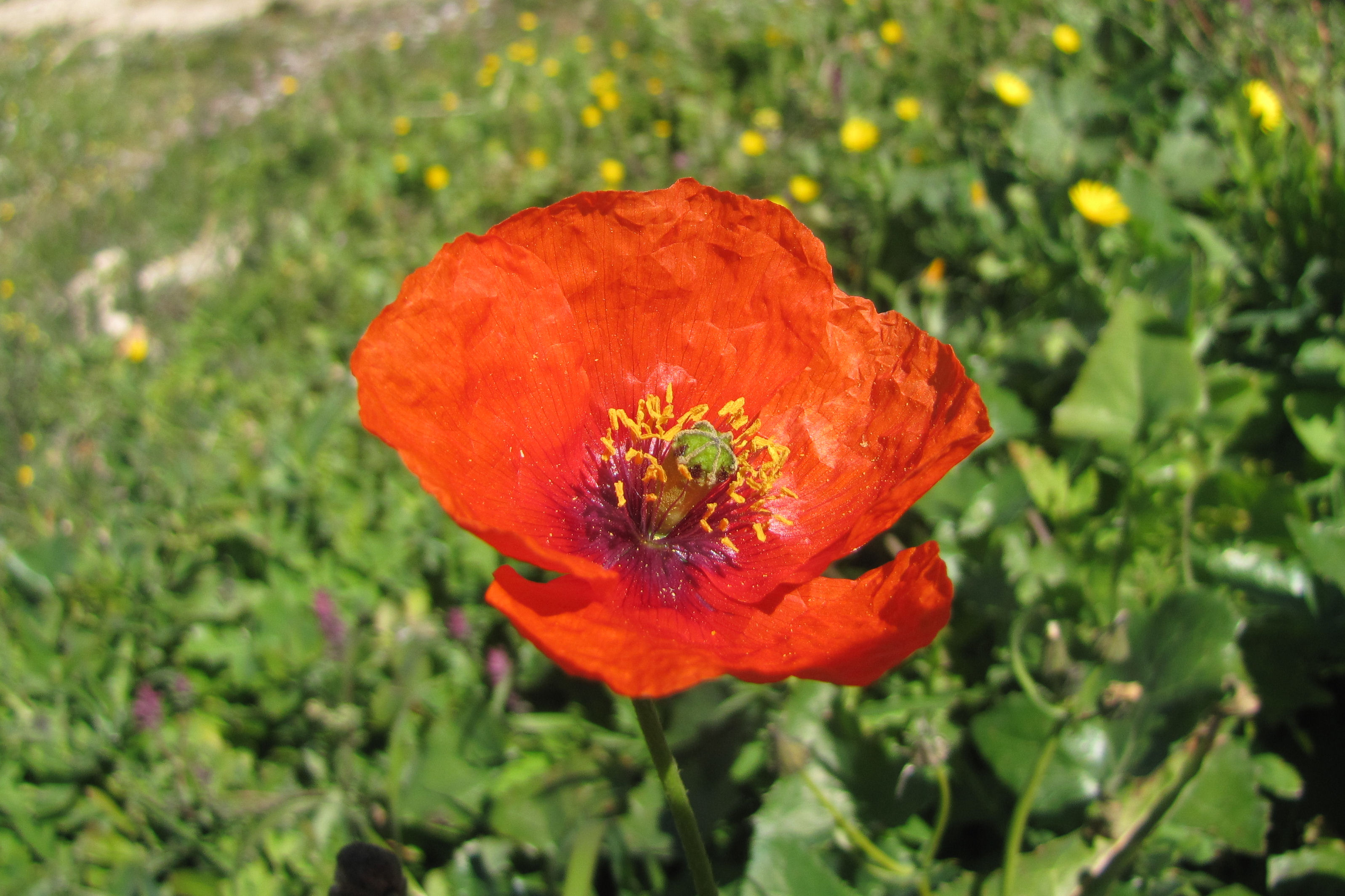 地中海罂粟