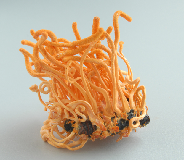 肉座目, a target="_blank" href="/item/麦角菌科/1526176" data