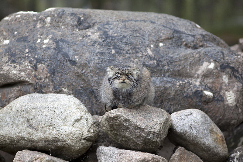 otocolobus manul manul