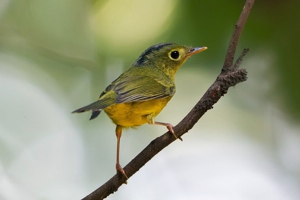  p data-id="gnvgvlgnfm">金眶鹟莺(学名: i>seicercus burkii /i>)