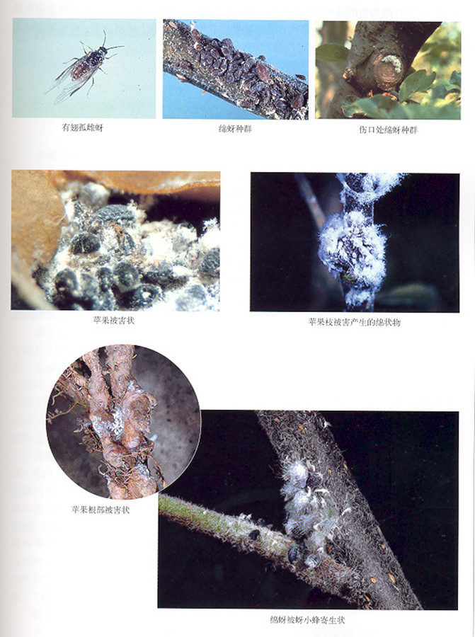 eriosoma lanigerum (hausmann)