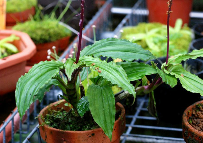  p>紫背沼兰(学名: i>malaxis roohutuensis /i>  (fukuyama) s. s.