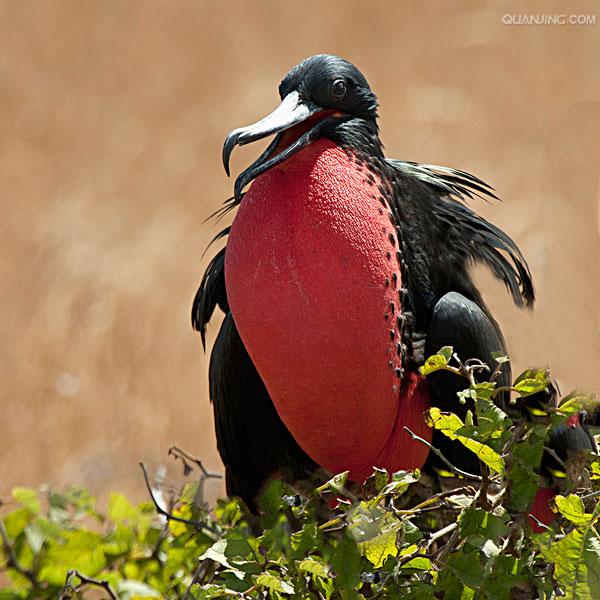  p>军舰鸟(学名:fregata)是 a target="_blank" href="/item/鹈形目">