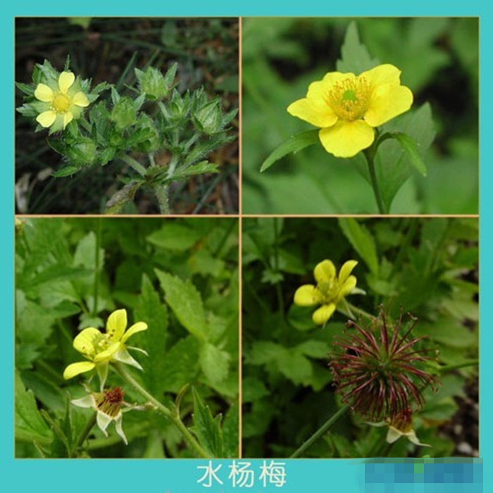 草本水杨梅