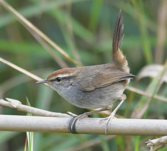 i>)为莺科,树莺属的小型 a href="#" data-lemmaid="278334">鸟类 /a>