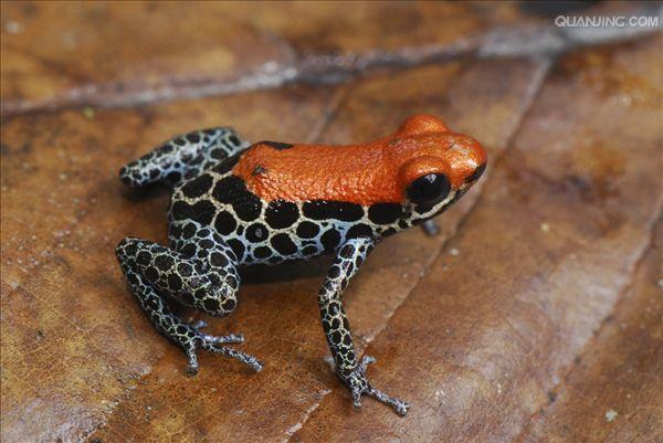  p>网纹箭毒蛙(dendrobates imitator),箭毒蛙科箭毒蛙属的蛙类.